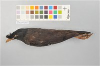 藏品(八哥)的圖片